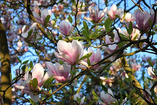 magnolien-dsc_0065