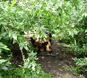 blåbærhund